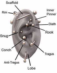 Shiva Piercing Studos Ear Diagram