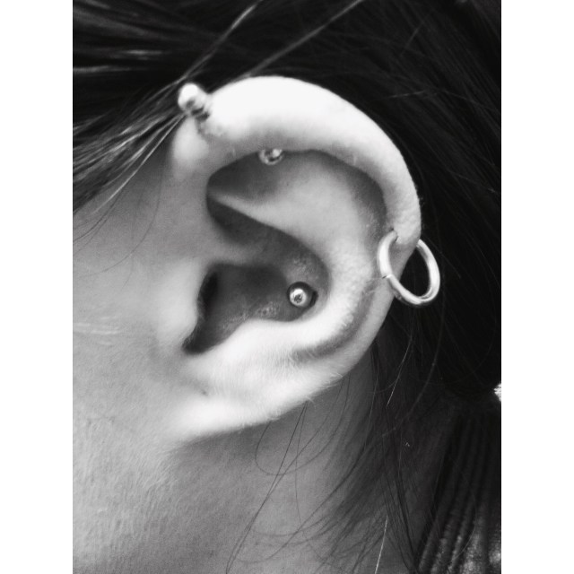 Conch Piercing Only