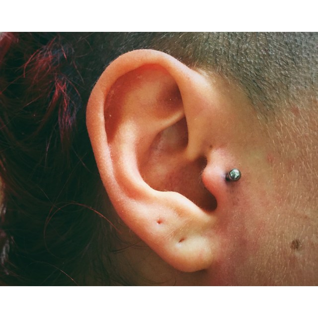 Tragus II